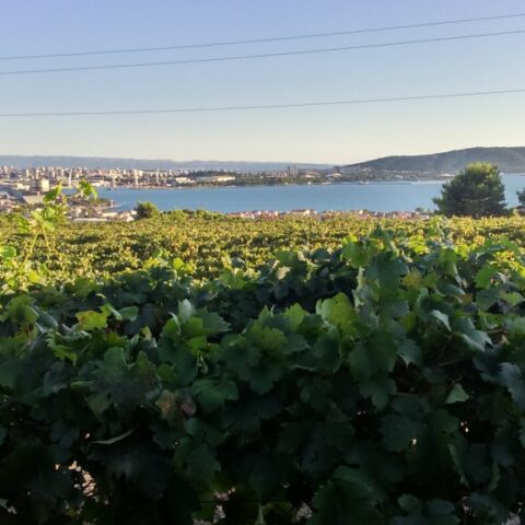 Wine & Olive Oil Tours – Custom programs
